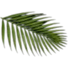 🥥