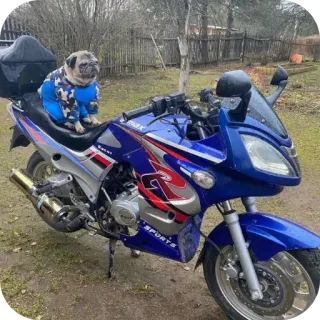 🏍 Racer telegram sticker