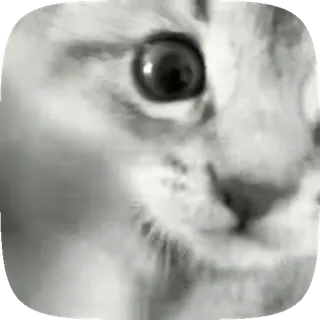 🤬 猫, 动物, 眼睛, 灰度 telegram sticker