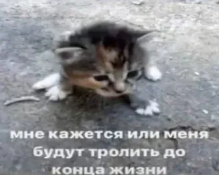 Больше стиков тут: @stikery4 telegram stickers