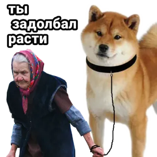 🚀 Ты задолбал расти dog, grandma, russian, meme telegram sticker