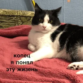 😟 копец
я понял
эту жизнь แมว, รัสเซีย, ข้อความ, สัตว์ telegram sticker