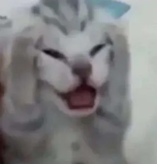 🤍 gato, meme, animal, animal de estimação, engraçado telegram sticker