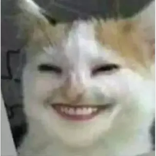 😂 cat, smile, funny, meme, animal, portrait whatsapp sticker