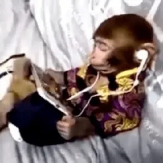 🐵 monyet, headphone, membaca, hewan, lucu, meme telegram sticker