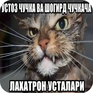 🐱 УСТОЗ ЧУЧКА ВА ШОГИРД ЧУЧКАЧА ЛАХАТРОН УСТАЛАРИ whatsapp sticker