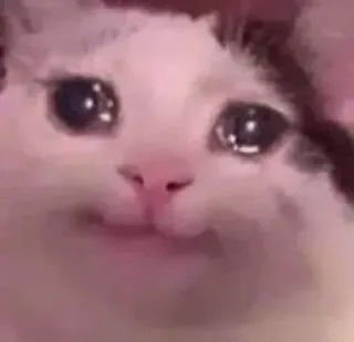 🌟 猫, 哭, 难过, 表情包, 动物, 宠物 telegram sticker