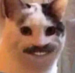 🤠 cat, meme, funny, animal, mustache, pet whatsapp sticker