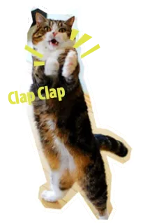 👌 Clap Clap แมว, ปรบมือ, สัตว์, สติกเกอร์, มีม, สัตว์เลี้ยง telegram sticker