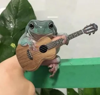 🎼 grenouille, ukulele, musique, animal, mignon, guitare whatsapp sticker