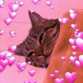🍬 cat, hearts, pink, cute, animal, pet, love whatsapp sticker