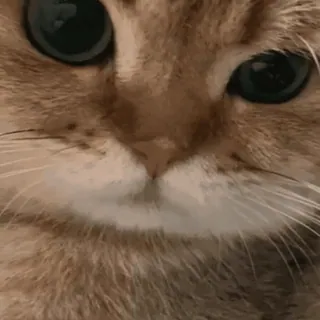 😤 кошка, животное, домашний, млекопитающее, питомец whatsapp sticker