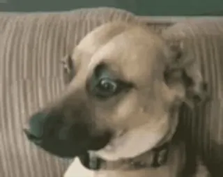 😐 Hund, Tier, Haustier, Lustig, Meme telegram sticker
