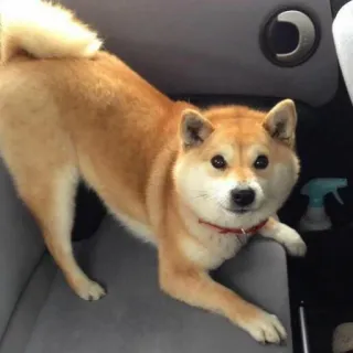 😯 cane, Shiba Inu, animale domestico, animale, carino, animale domestico telegram sticker