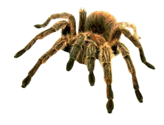 🕷 spin, vogelspin, spinachtige, insect, dier, natuur, griezelig, eng telegram sticker