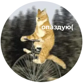 😬 опаздую( kat, fiets, laat, dieren, vervoer whatsapp sticker