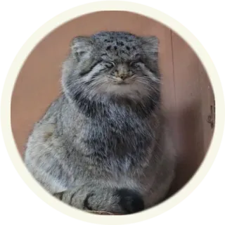 ☺️ кот, животное, млекопитающее, пушистый, дикий кот, манул, манул, кошачий telegram sticker