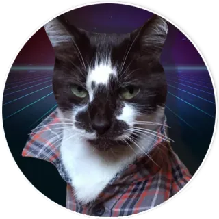 🐱 gato, mascota, animal, camisa de cuadros, arte digital, pegatina telegram sticker