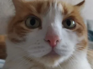 😳 cat, pet, orange, white, animal, domestic, mammal telegram sticker