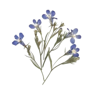 🌱 fiore, blu, pianta, natura, floreale telegram sticker