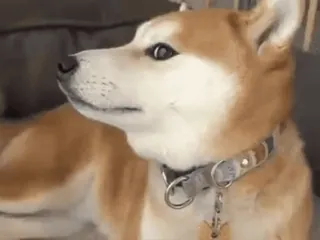 😕 chien, shiba inu, animal de compagnie, animal, collier, alerte, mammifère whatsapp sticker