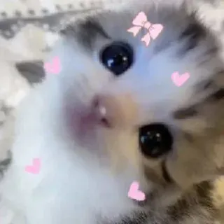 🌟 kätzchen, katze, süß, tier, haustier, herzen, schleife telegram sticker