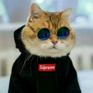 😺 Supreme chat, lunettes de soleil, sweat à capuche, Supreme, animal de compagnie, animal, mode telegram sticker