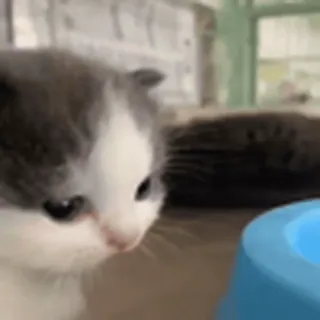 🐈