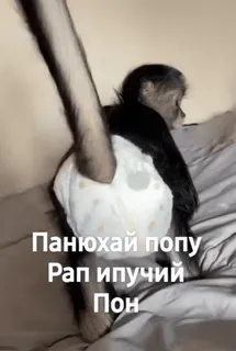 🌟 Панюхай попу
Рап ипучий
Пон monkey, diaper, russian text, animal, humor whatsapp sticker