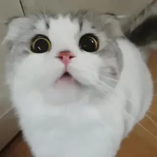 🤍 gatto, animale, carino, animale domestico, divertente telegram sticker
