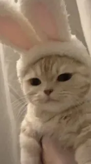 🐰 고양이, 토끼 귀, 애완 동물, 동물, 귀여운 telegram sticker