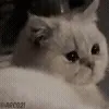 🥺