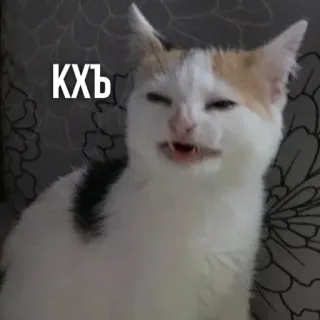 😬 КХЪ แมว, มีม, ตลก, สัตว์, สัตว์เลี้ยง, หยาบคาย telegram sticker