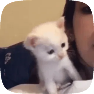 😘 gato, gatito, lindo, animal, mascota, blanco whatsapp sticker