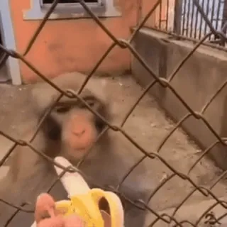 🍌 monkey, banana, animal, primate, cute, wildlife whatsapp sticker