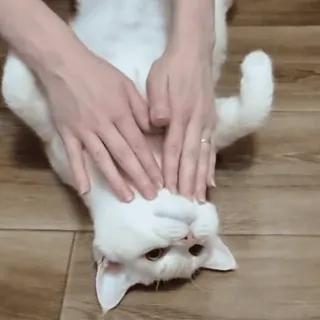 🤗 cat, white cat, pets, cute, petting, massage, animals telegram sticker