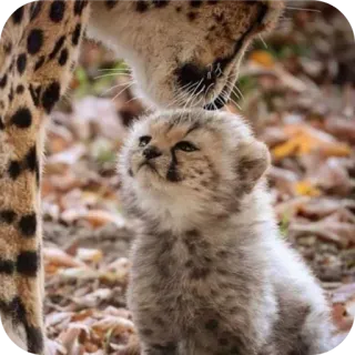 🐱 เสือชีตาห์, ลูก, สัตว์, สัตว์ป่า, ทารก, น่ารัก, แม่, ครอบครัว telegram sticker