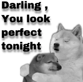 😂 Darling, You look perfect tonight doge, perro, meme, amor, lindo, texto telegram sticker