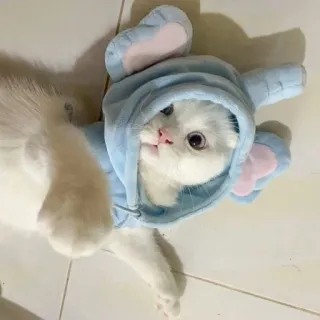 🤗 gato, gatinho, animal de estimação, animal, fofo, branco, elefante, capuz telegram sticker