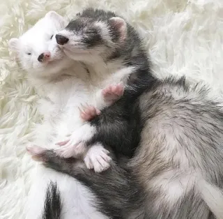 🌟 Frettchen, Tier, süß, Säugetier, Haustier whatsapp sticker