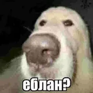 🐶 еблан? dog, meme, offensive, animal, blur telegram sticker