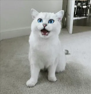 🌝 gato, gato branco, olhos azuis, animal, animal de estimação, fofo, gato doméstico, felino whatsapp sticker