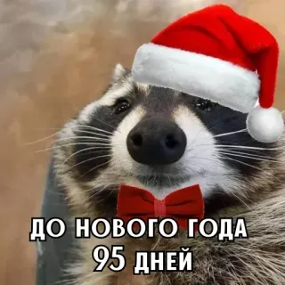 🎄 ДО НОВОГО ГОДА 95 ДНЕЙ raton laveur, nouvel an, noël, bonnet de père noël, fête, jours avant nouvel an whatsapp sticker