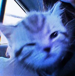 🥴 猫, 动物, 宠物, 小猫, 家猫 telegram sticker