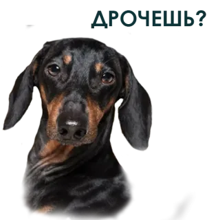 🤯 cane, bassotto, animale, animale domestico, carino telegram sticker