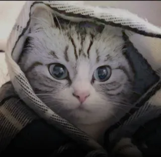 ☺️ gatto, carino, animale, animale domestico, coperta telegram sticker