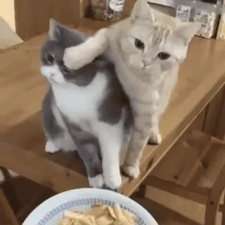 🤤 gatti, animali, animali domestici, gattini, carino, tavolo, cibo telegram sticker