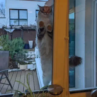 🪟 cat, window, pet, funny, cute, domestic animal, mammal telegram sticker