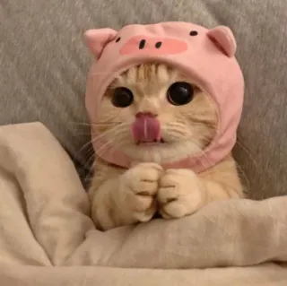 😝 gato, gatito, sombrero de cerdo, lindo, animal, mascota, animal doméstico telegram sticker