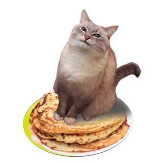 😼 mèo, bánh kếp, dễ thương, động vật telegram sticker